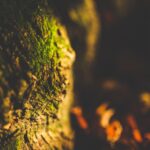 New Roots Settlement Services Logo — roots tree logo