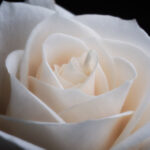 Velvet Rose Beauty Bar Logo — rose flower beauty